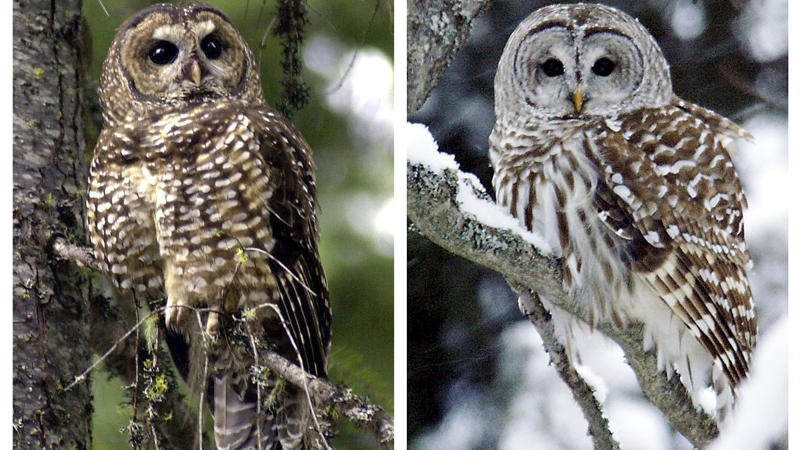 the closet 有村 owl deformation 梟 ジャケット