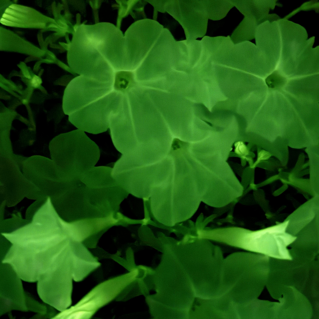Watch your garden glow with new genetically modified bioluminescent petunias - Vimarsana News