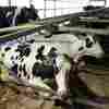 Bird flu virus remnants found in pasteurized milk, FDA says 