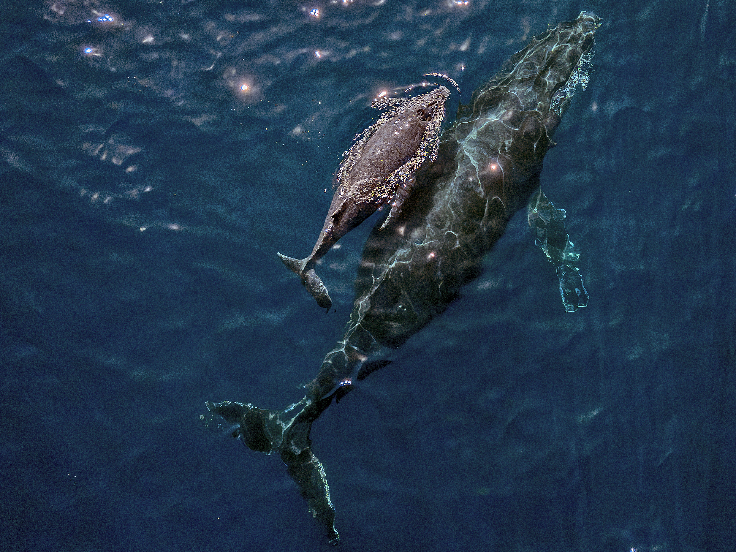 A mother humpback whale and calf are seen on the coast of Vitoria, Espirito Santo state, Brazil on August 22, 2023.