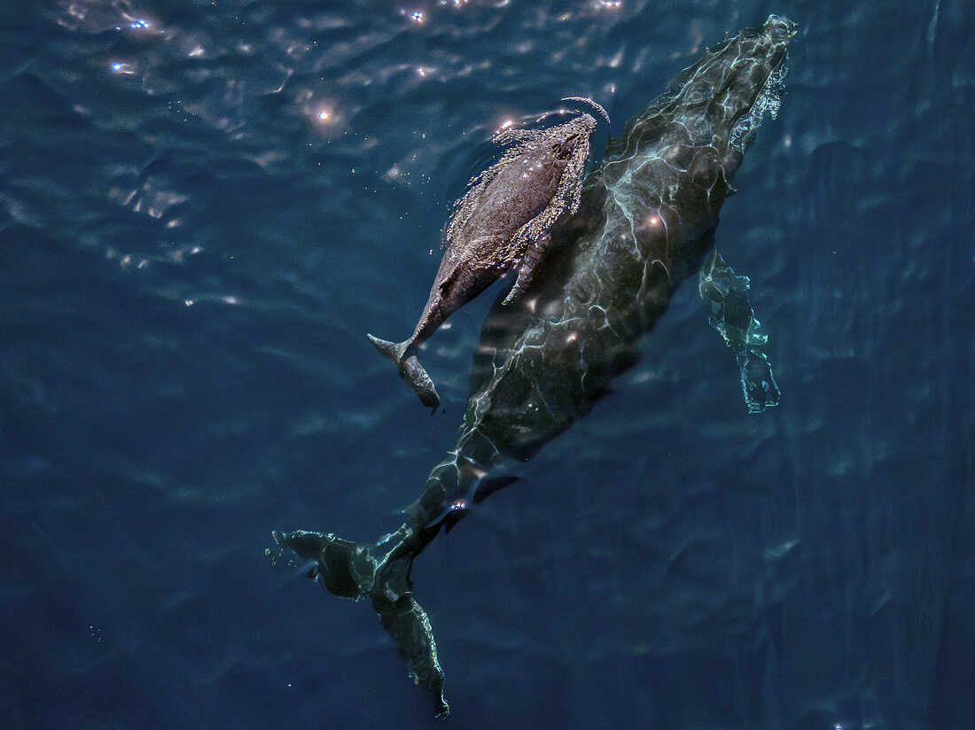 A mother humpback whale and calf are seen on the coast of Vitoria, Espirito Santo state, Brazil on August 22, 2023.