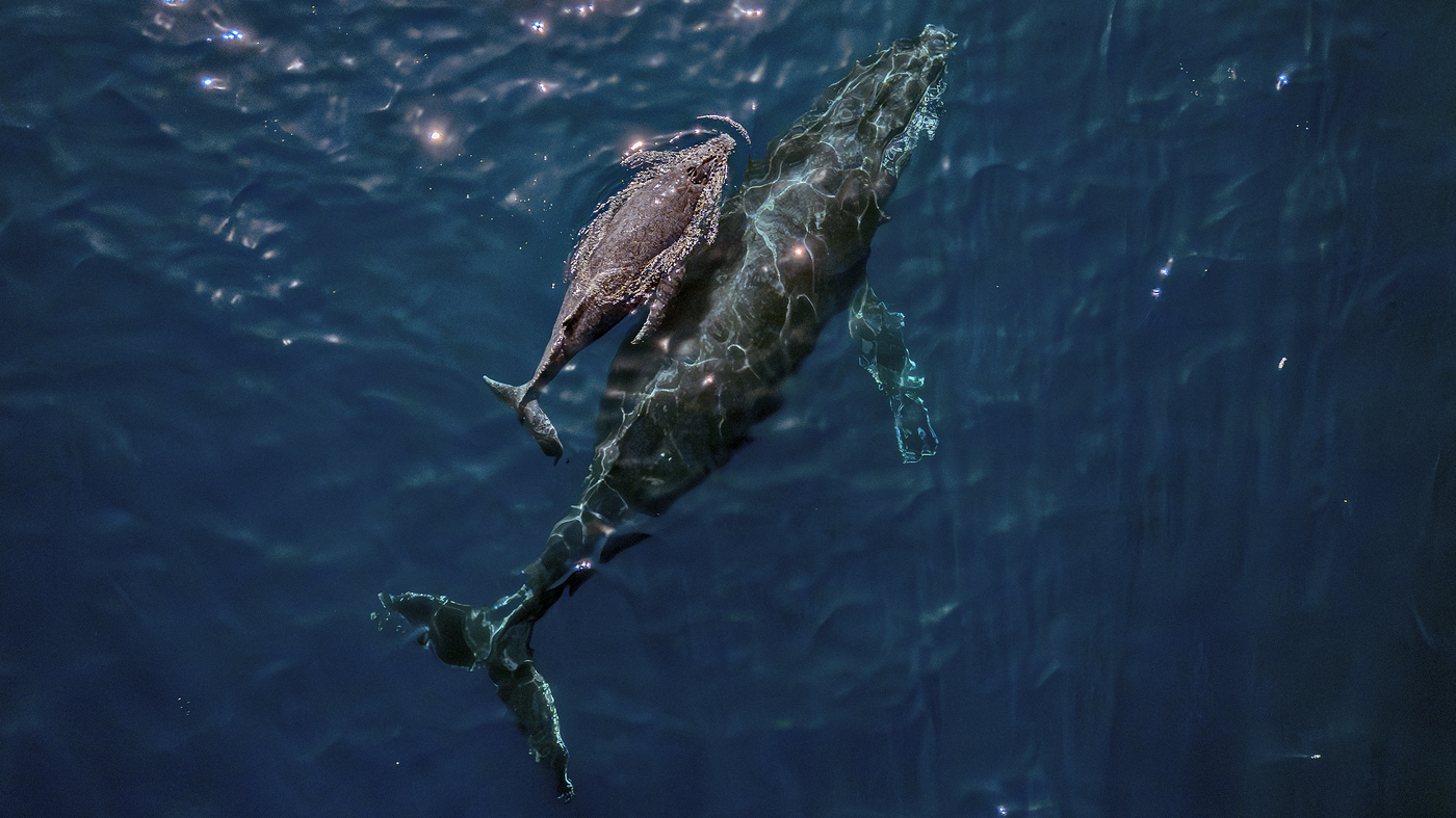Indigenous leaders want to protect whales from climate change : NPR - Vimarsana News