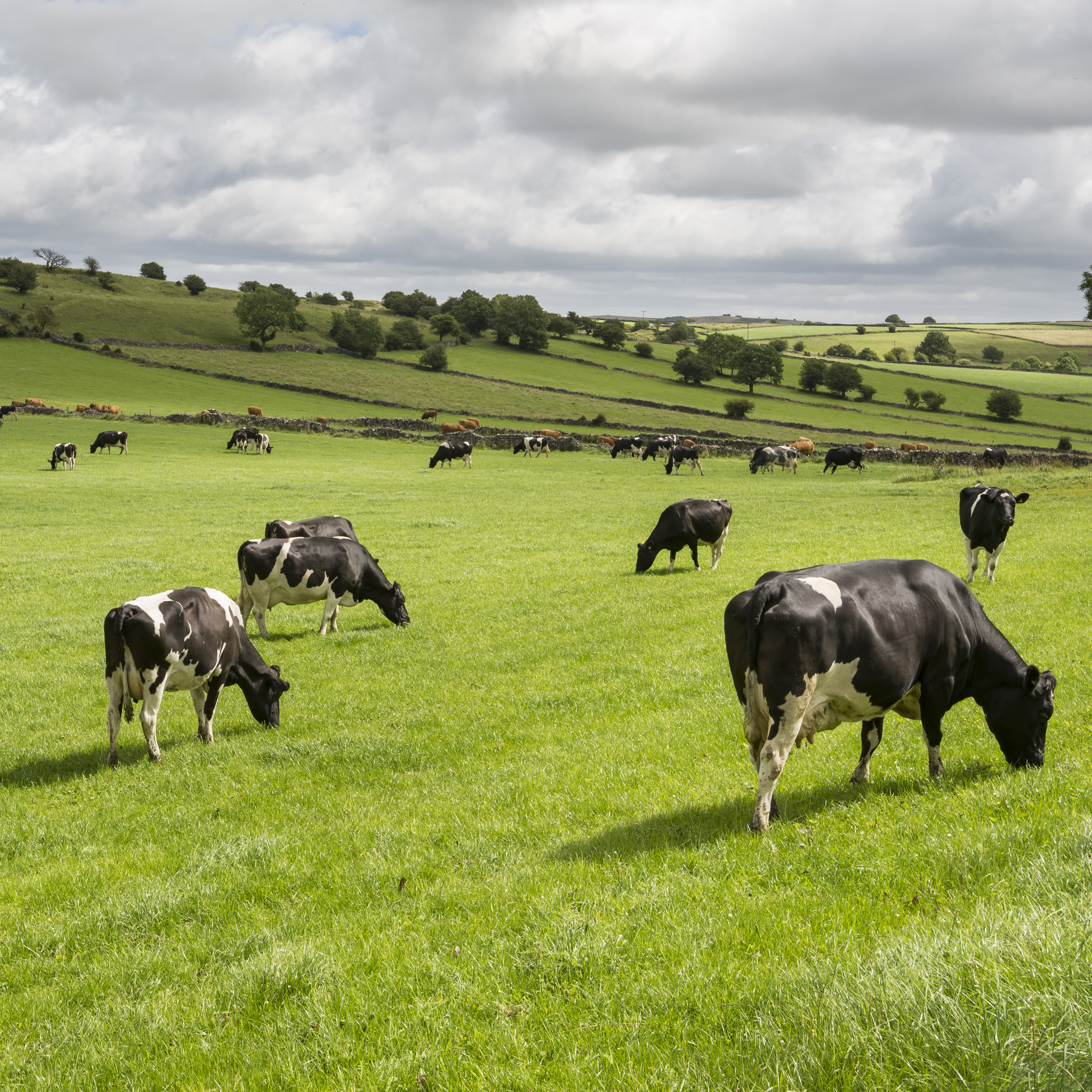 Bird Flu Has Jumped To Cattle And To Humans. What Are The Potential Risks?