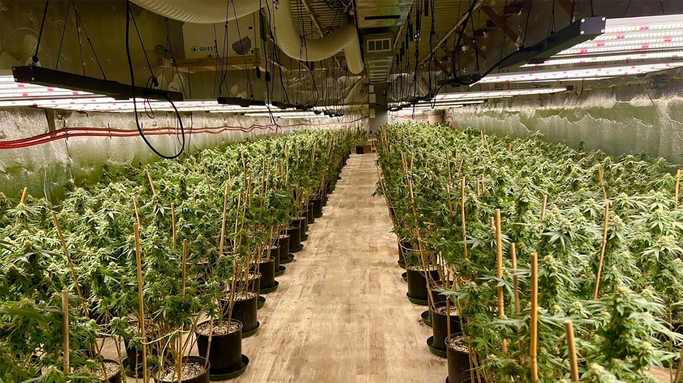 The Connection Between Chinese Money and Labor and U.S.-Grown Marijuana