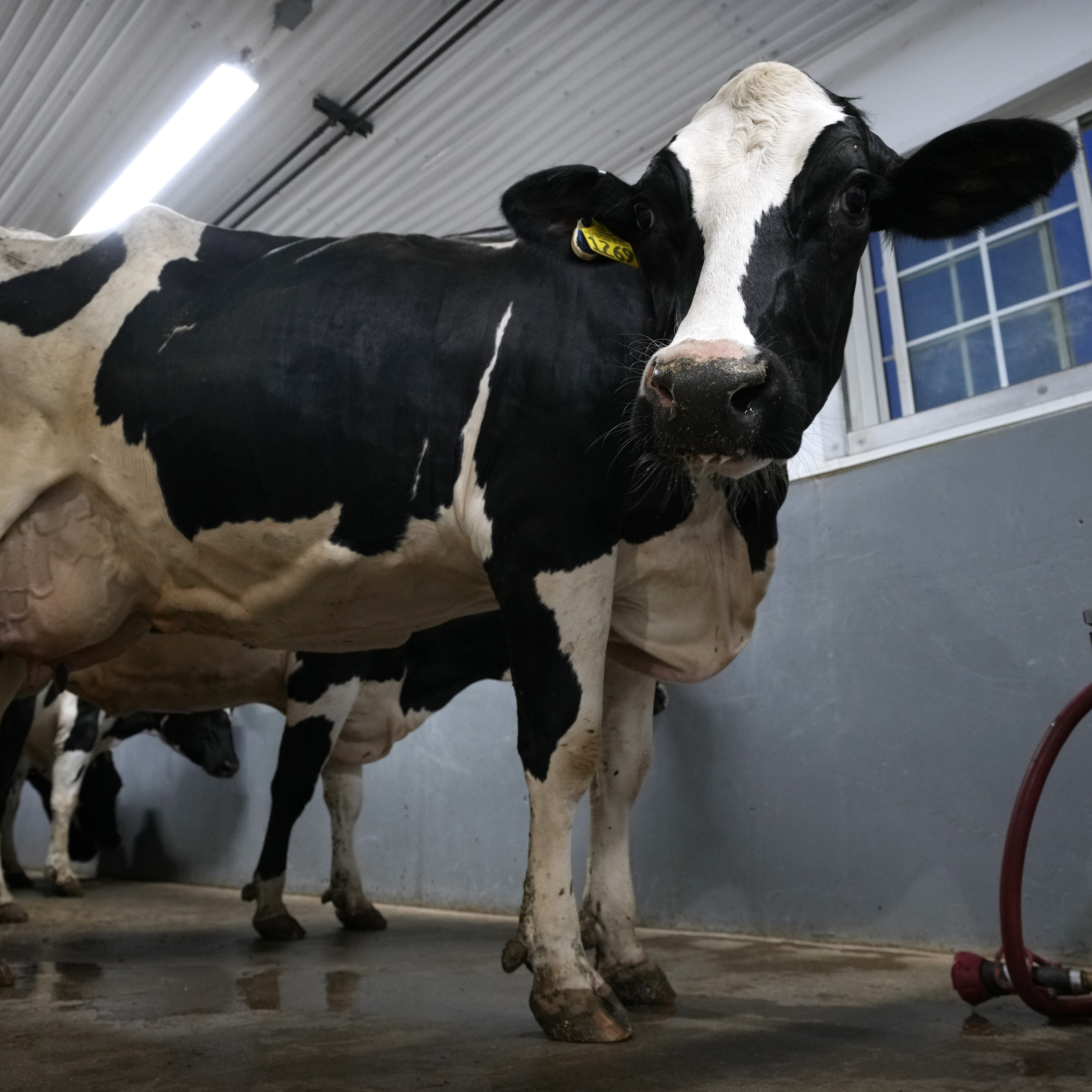 More states are finding bird flu in cattle. This is what scientists are watching for - Vimarsana News