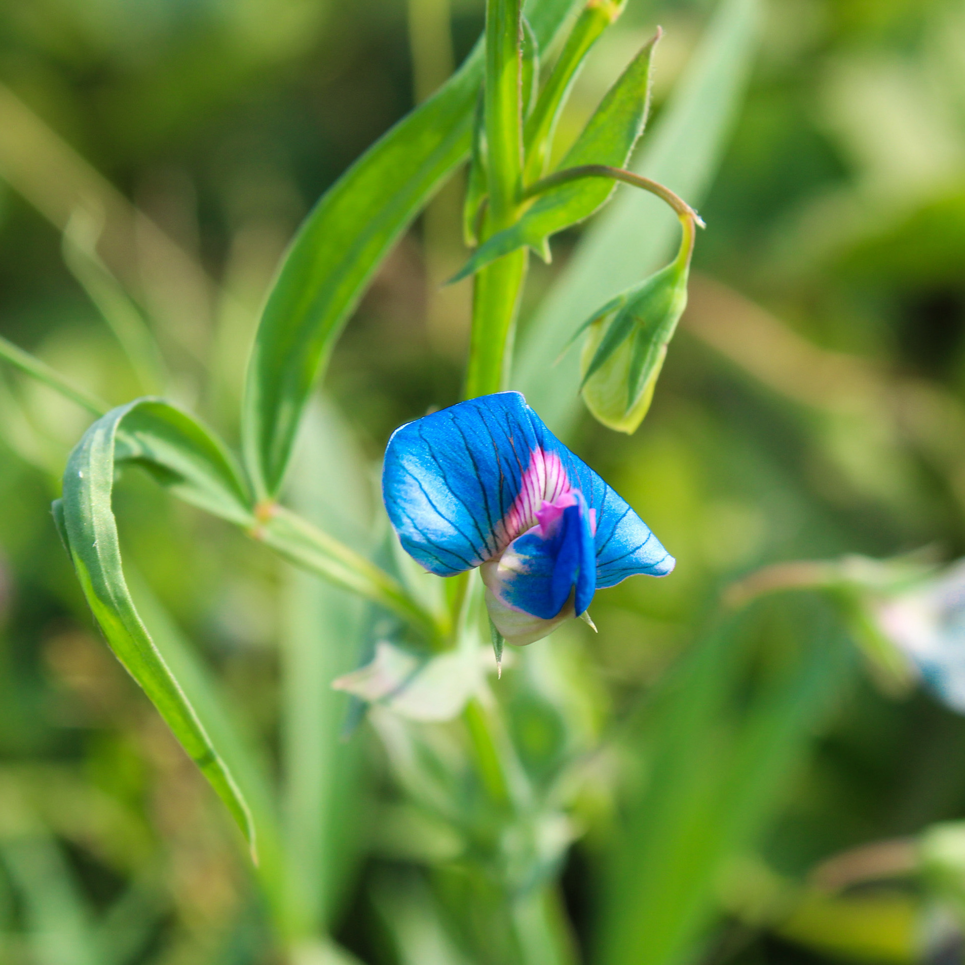 What are 'orphan crops'? And why is there a new campaign to get them adopted? - Vimarsana News