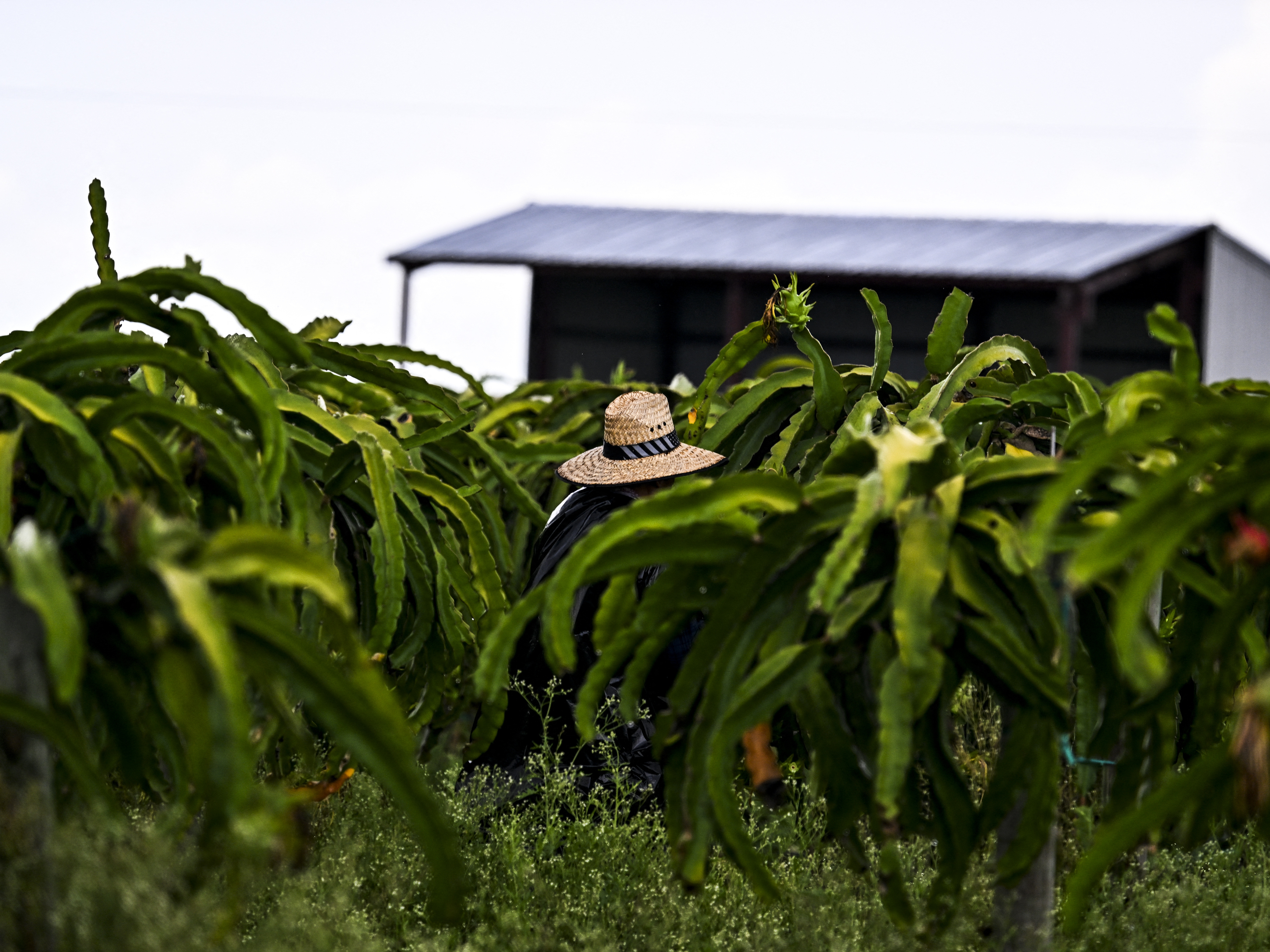 Florida blocks heat protections for workers right before summer