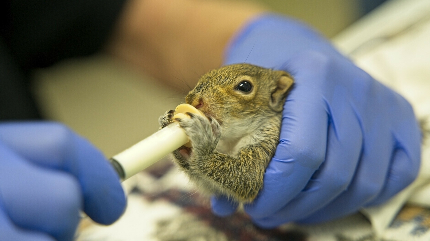 Inside the center nursing baby squirrels and other animals back to health : NPR - Vimarsana News