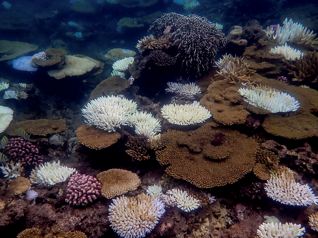 Coral reefs can't keep up with climate change. So scientists are speeding  up evolution | KPBS Public Media, image size:1205x903