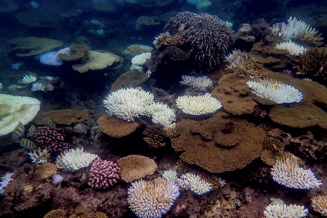 biodiversity research articles