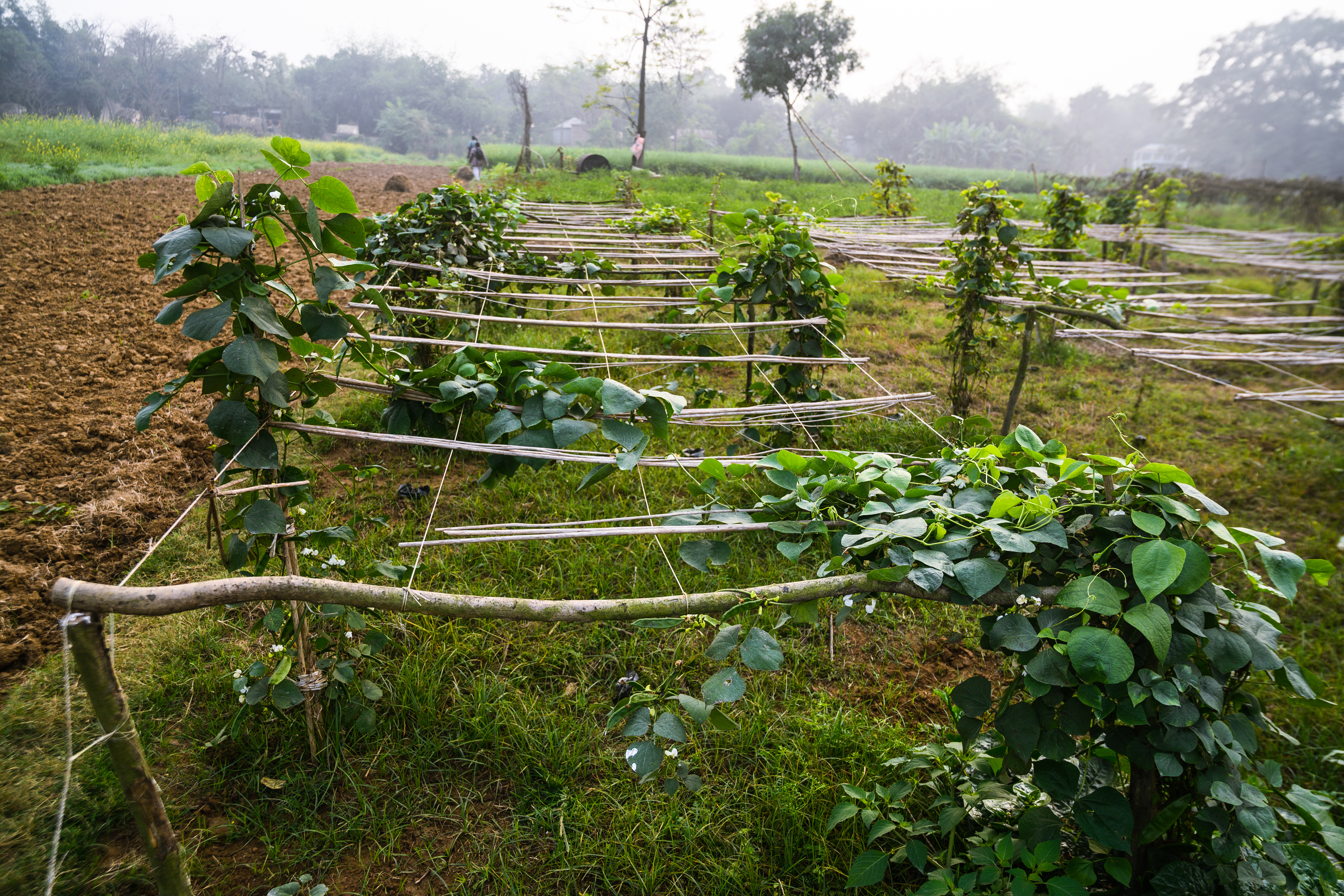 What are 'orphan crops'? And why is there a new campaign to get them adopted? - Vimarsana News