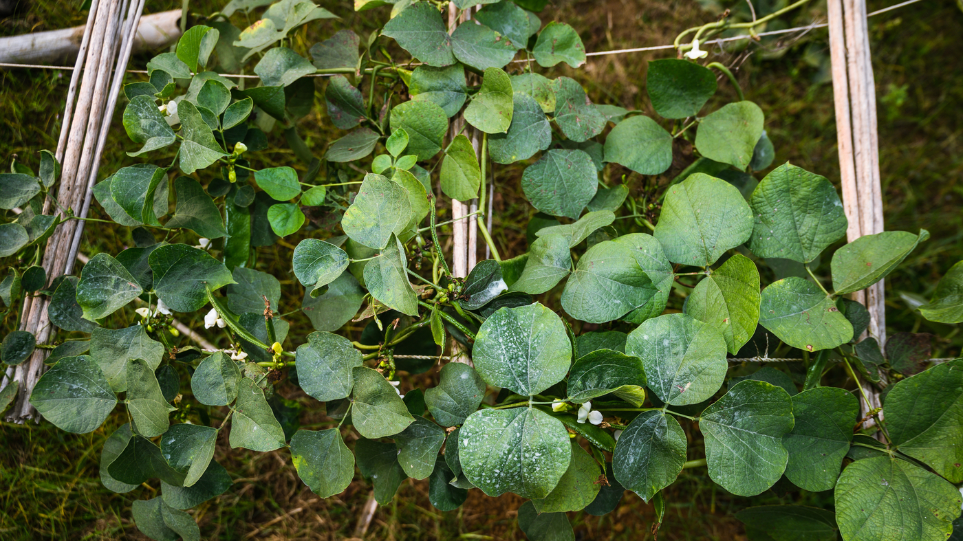 Can 'orphan crops' thrive as the climate changes and help feed a hungry world? : Goats and Soda : NPR - Vimarsana News
