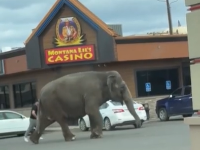 An escaped circus elephant ran loose through a Montana town - NPR