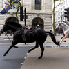 Runaway horses gallop through central London, blazing a path of mayhem and injuries