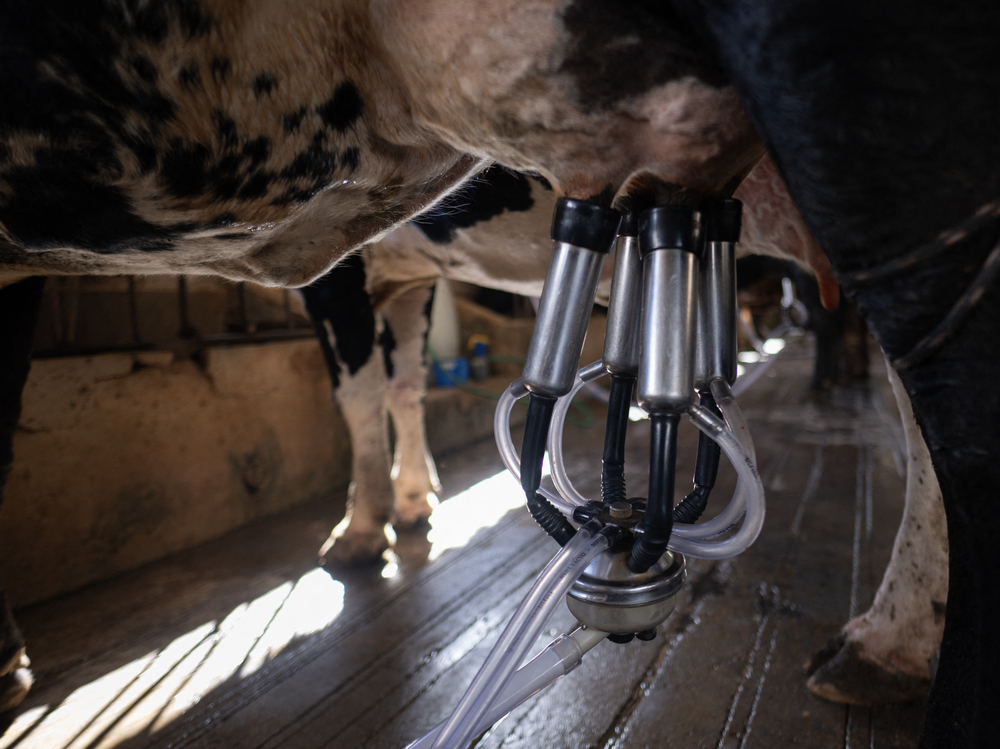 Bird flu is spreading through U.S. dairy cattle. Scientists say the risk to people is minimal, but open questions remain, including how widespread the outbreak is and how the virus is spreading. (AFP via Getty Images)