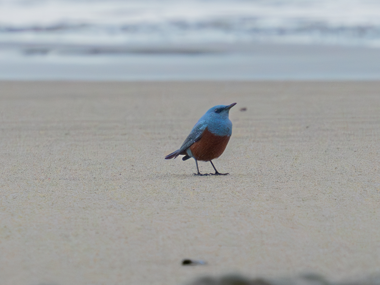 Hobbyist photographer snaps photo of extremely rare bird in 1st U.S. sighting