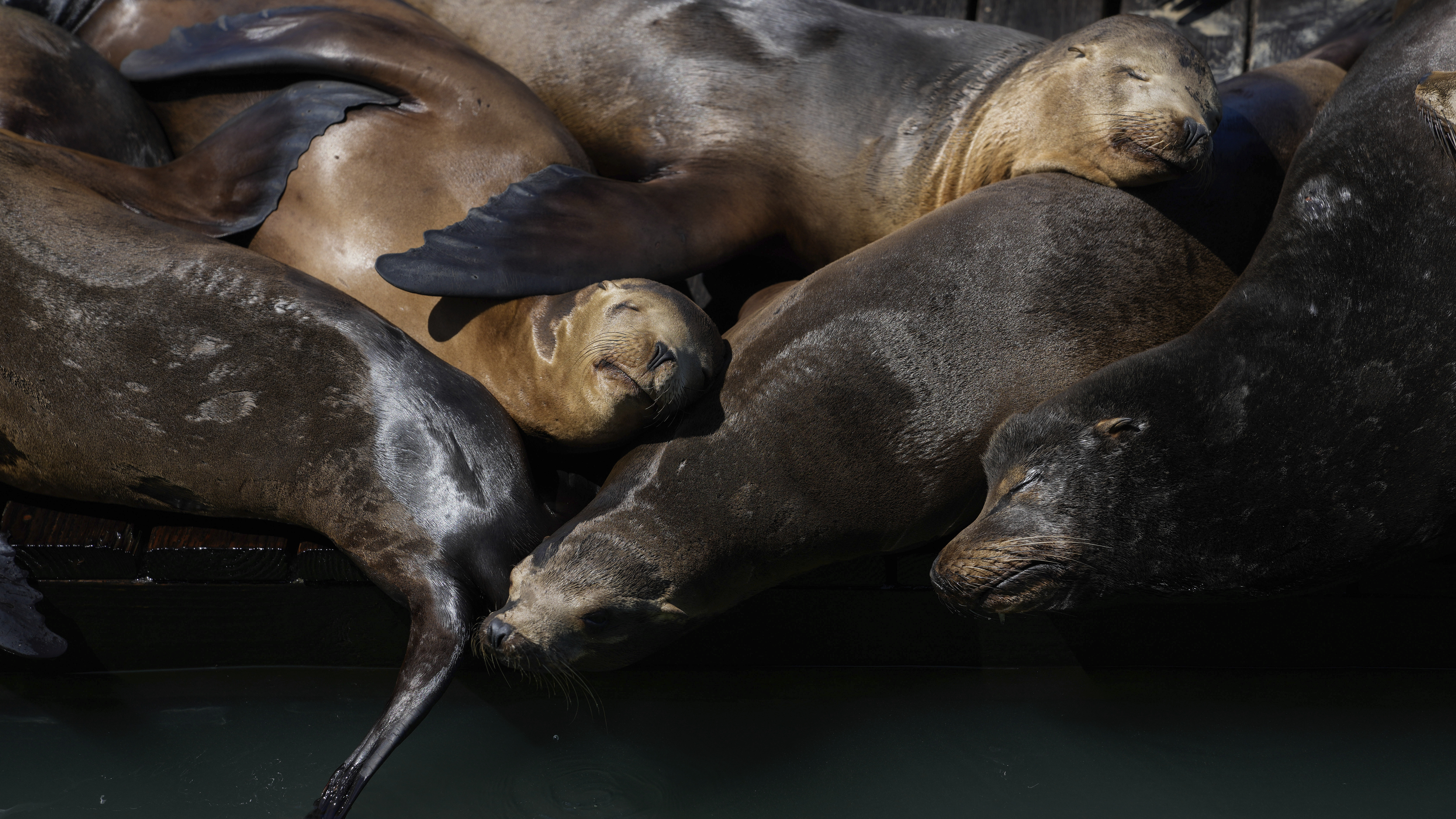 A seafood bounty lures sea lions to S.F.'s Pier 39 in numbers not seen in 15 years - Vimarsana News