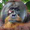research on plant metabolomics Orangutan in the wild applied medicinal plant to heal its own injury, biologists say