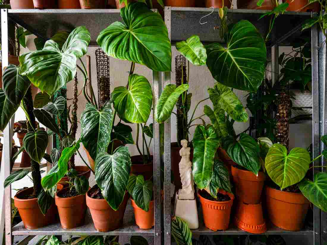 research on plant metabolomics