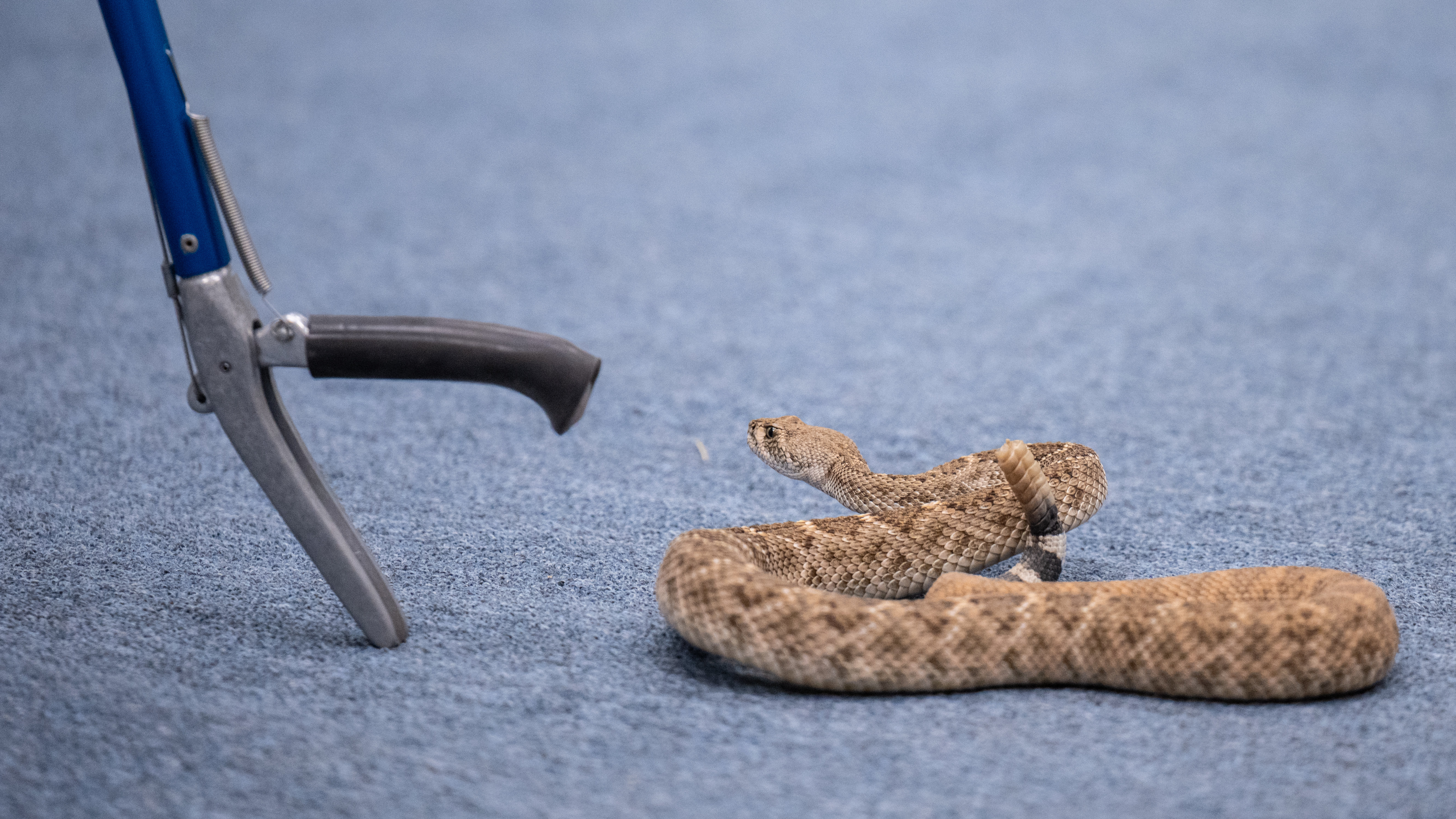 A Phoenix Herpetological Society rattlesnake class attendee moves to pick up a Western Diamondback Rattlesnake with snake tongs under the supervision of instructor Cale Morris at the Florence Ely Nelson Desert Park in Scottsdale, Arizona.