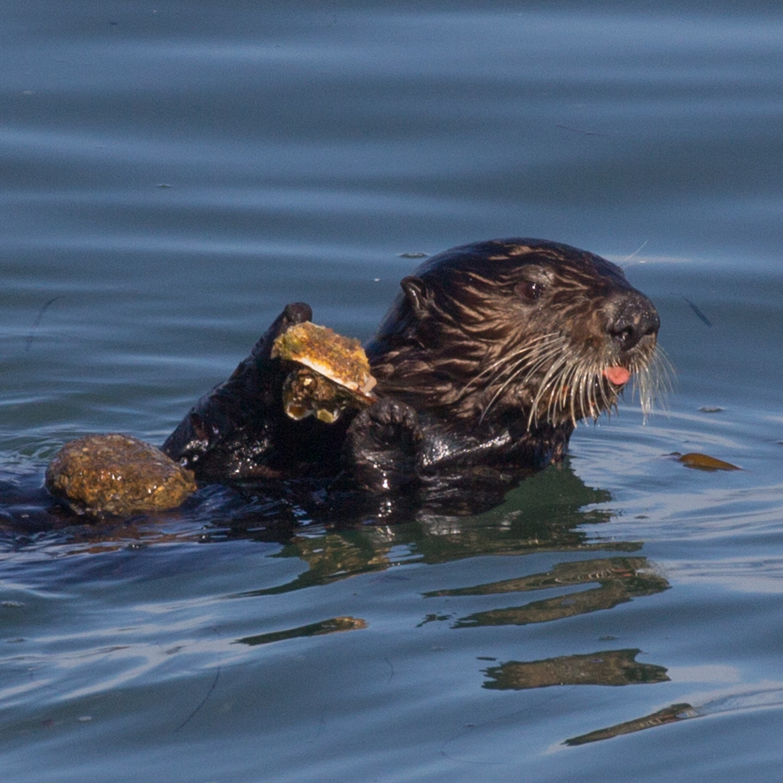 When sea otters lose their favorite foods, they can use tools to go after new ones - Vimarsana News