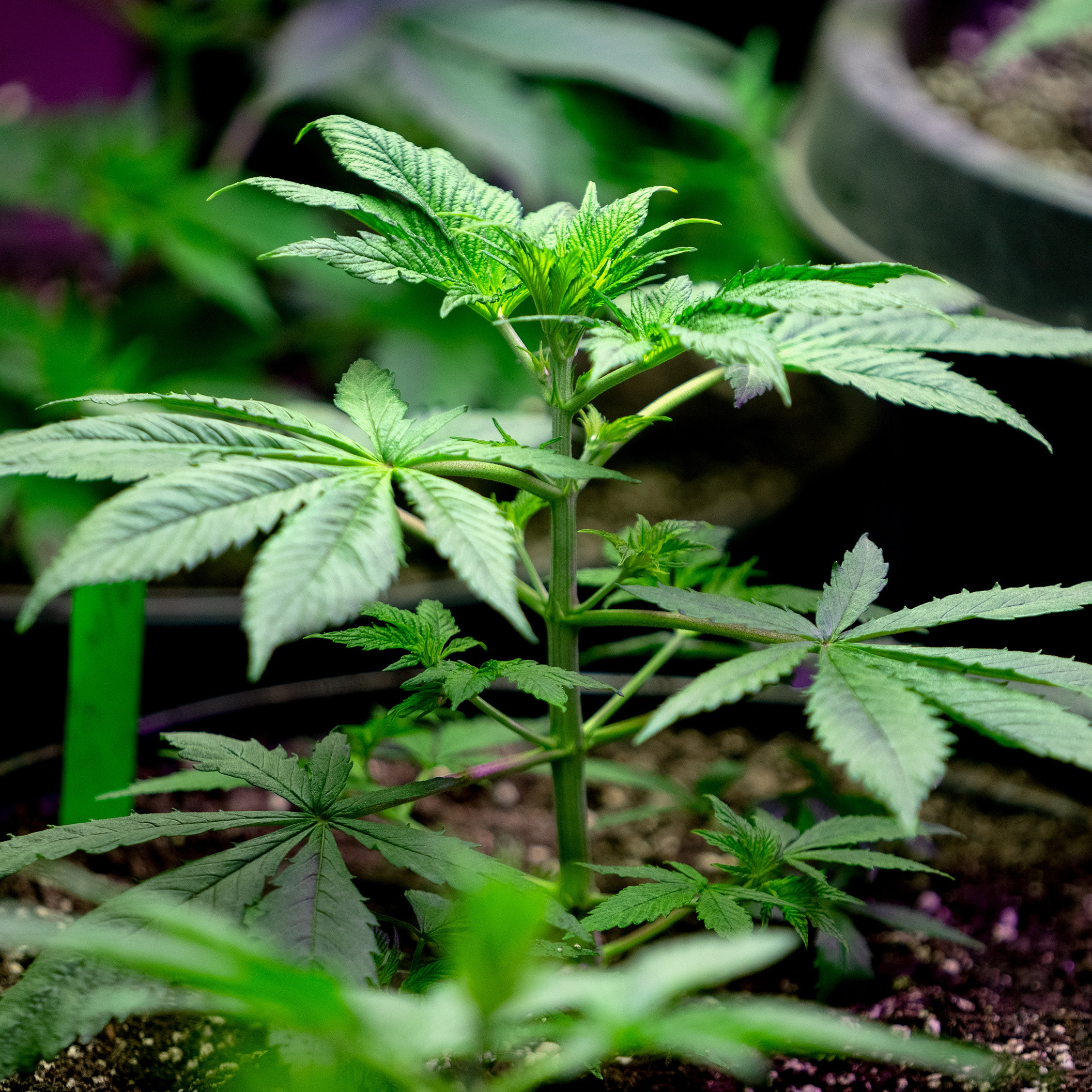 cover of episode The Connection Between Chinese Money and Labor and U.S.-Grown Marijuana