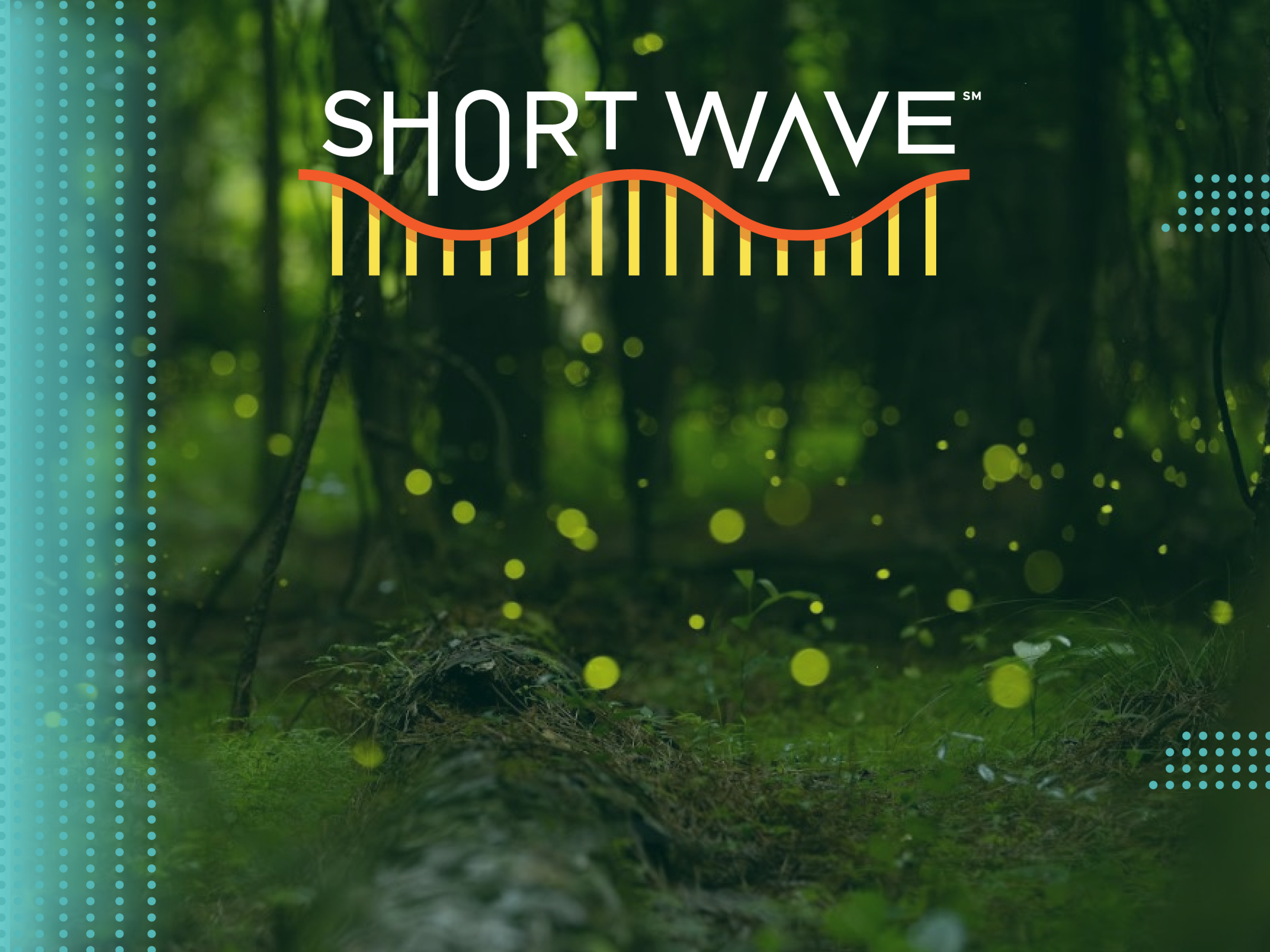 The magic — and science — of synchronous firefly displays