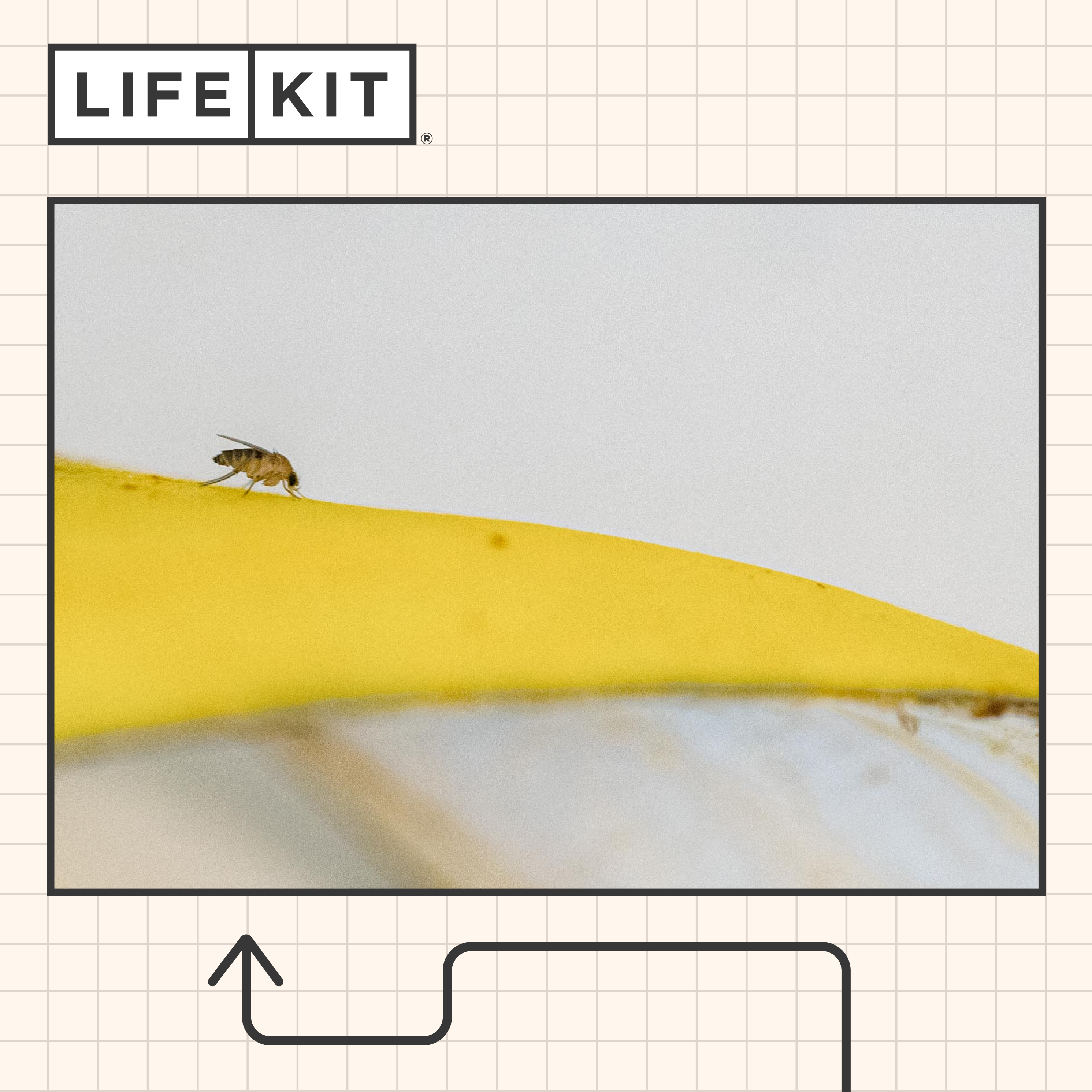 Fruit flies don't appear out of nowhere — here's how to get rid of them