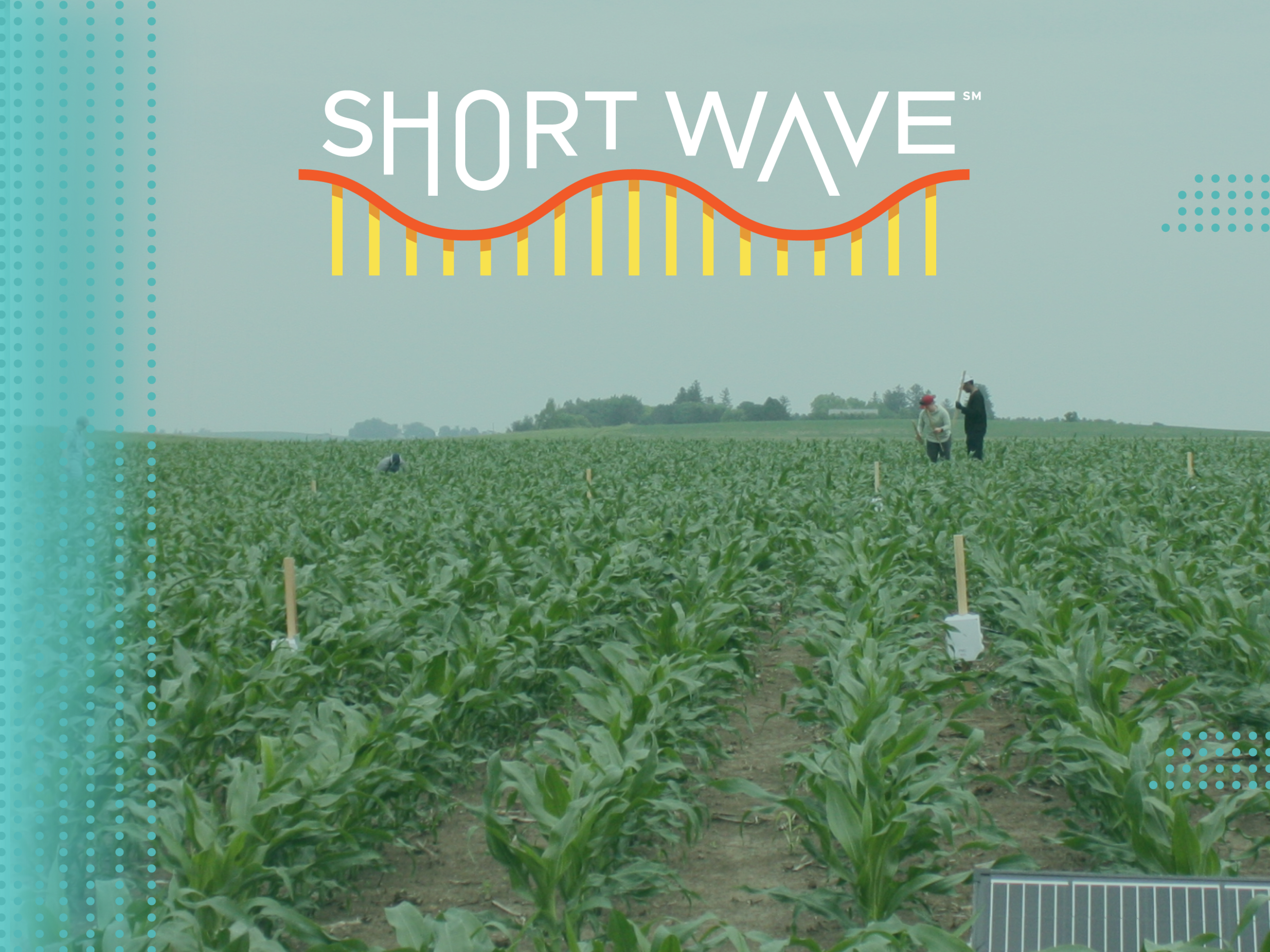How listening to the sounds of insects can help detect agricultural pests