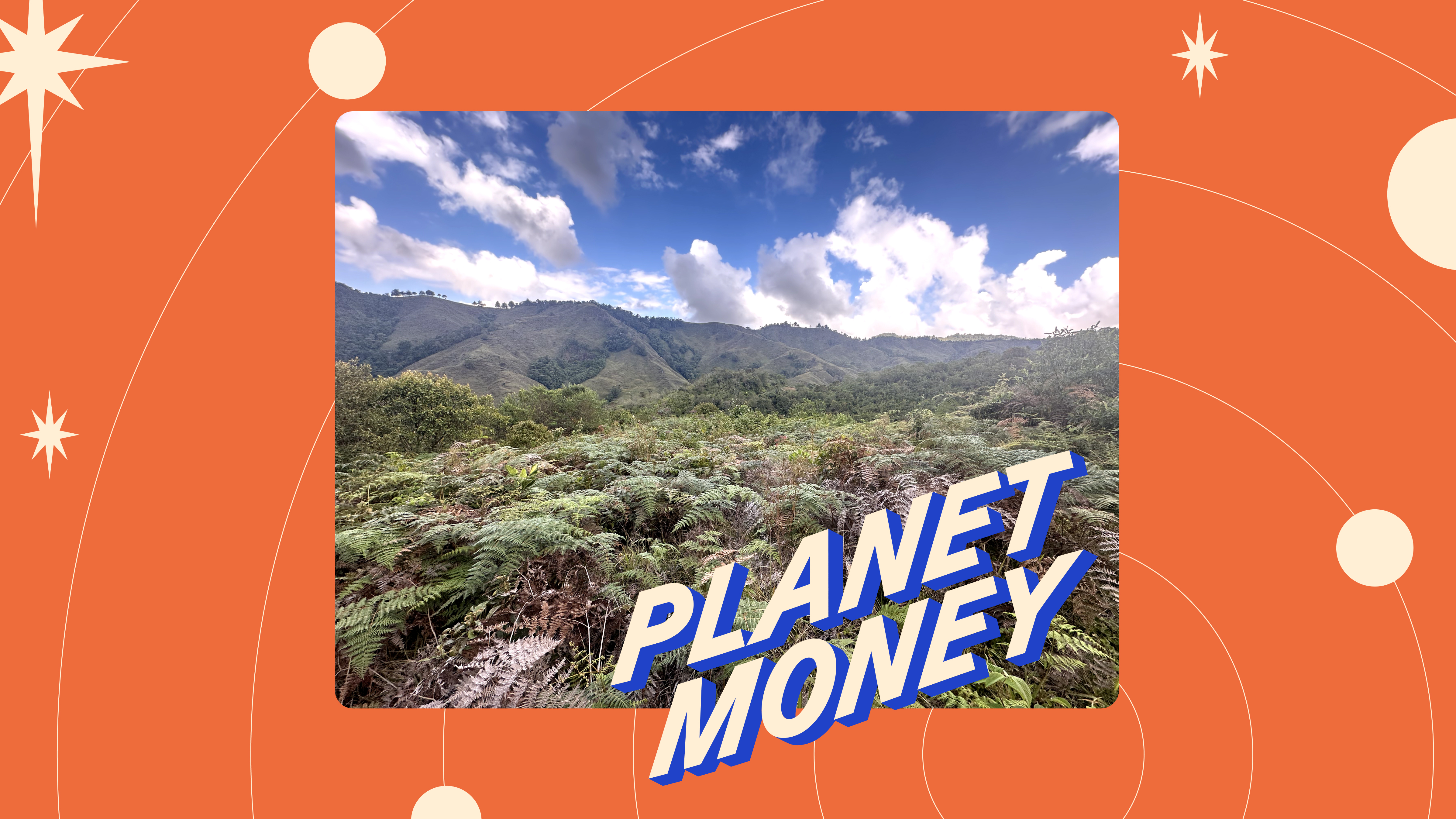 Ferns are growing where there used to be cattle pastures at the El Globo habitat bank and nature reserve in Antioquia, Colombia. In the background are hills that neighbors cleared for cattle pasture.