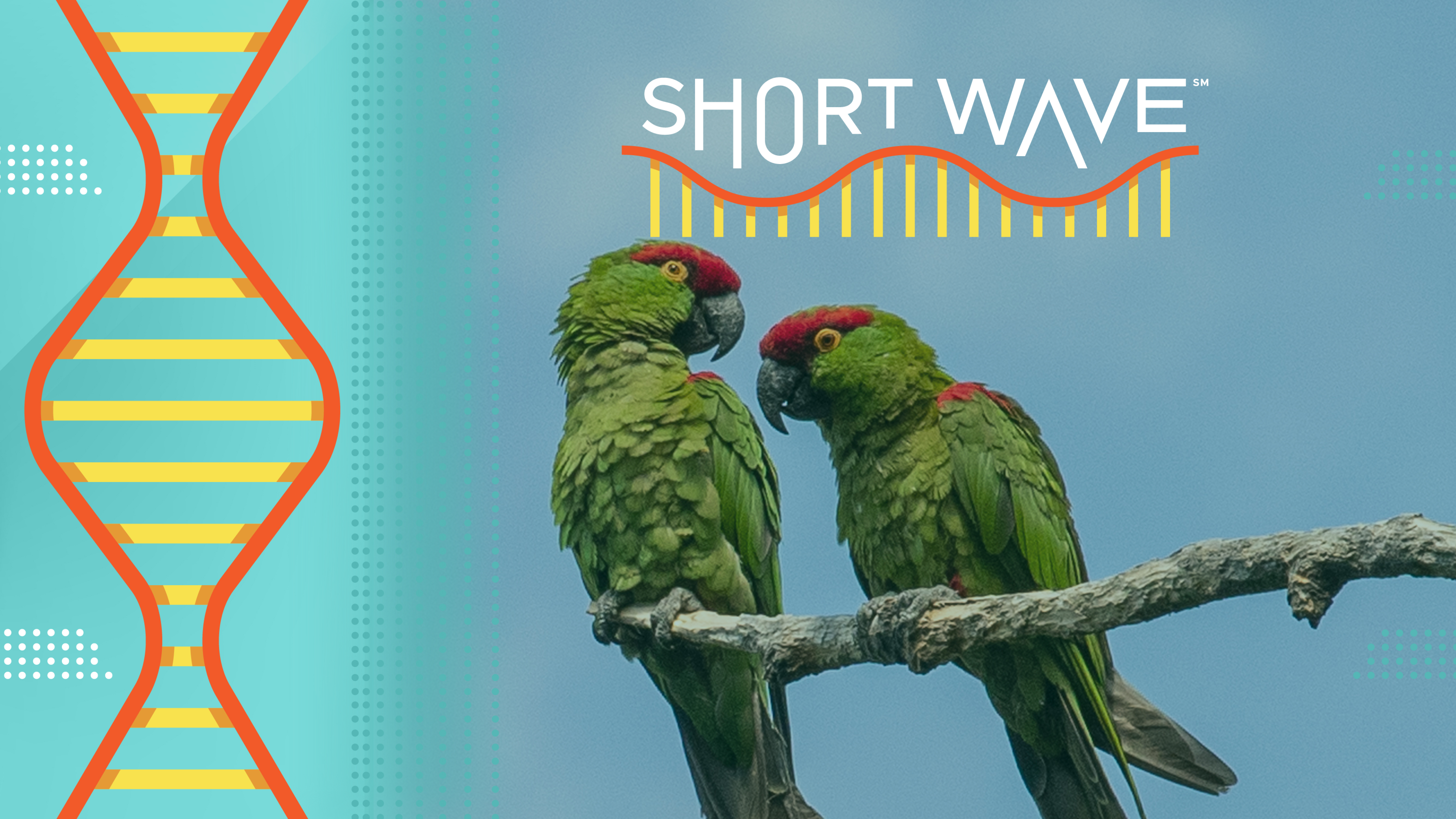 In Mexico, conservation is helping this wild parrot : Short Wave : NPR