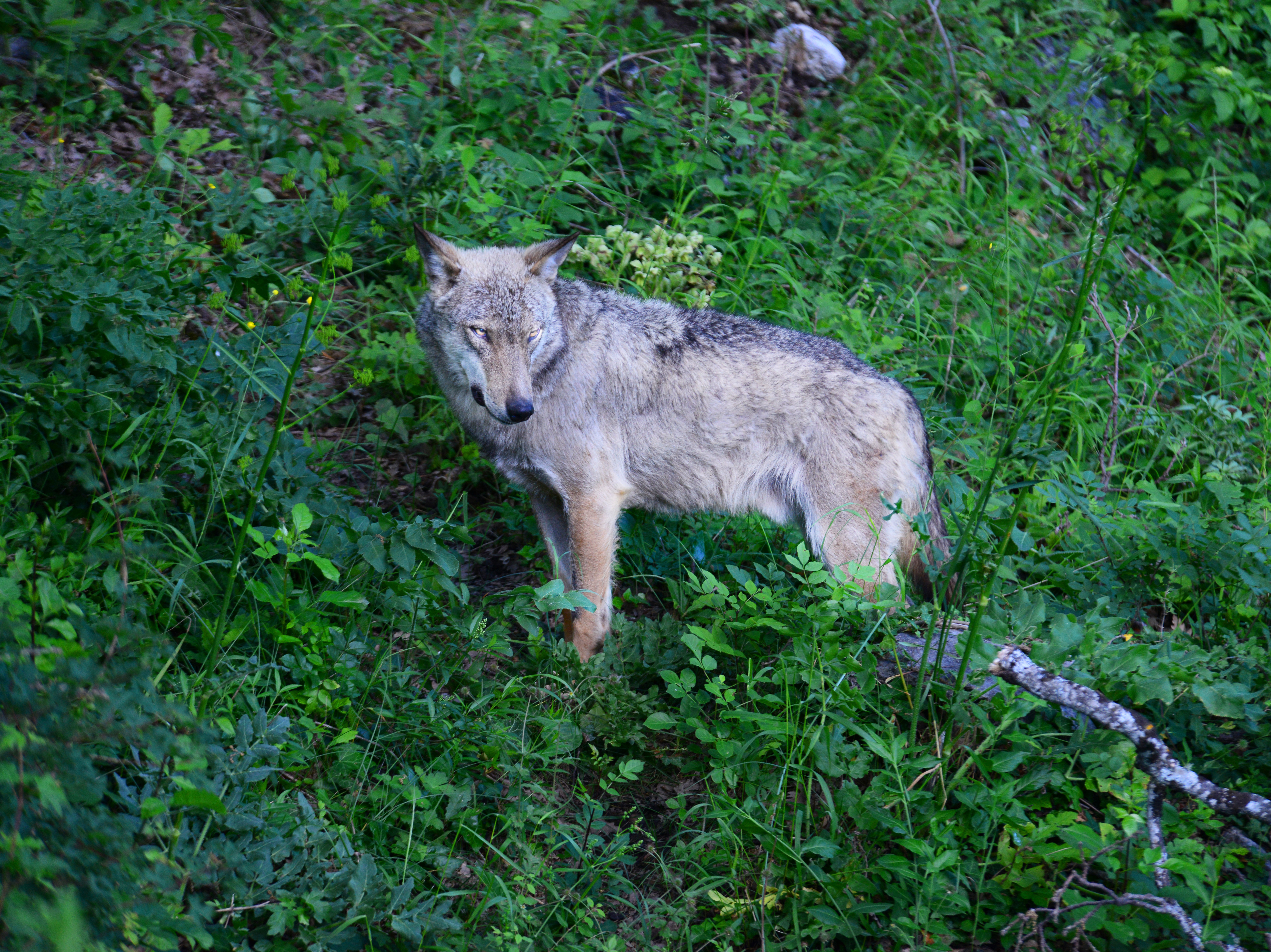 In the visitor center of the Abruzzo National Park of Civitella Alfedena you can see wolves rescued inside the park and not available for release, Italy. Tracking Wolves in Italy
