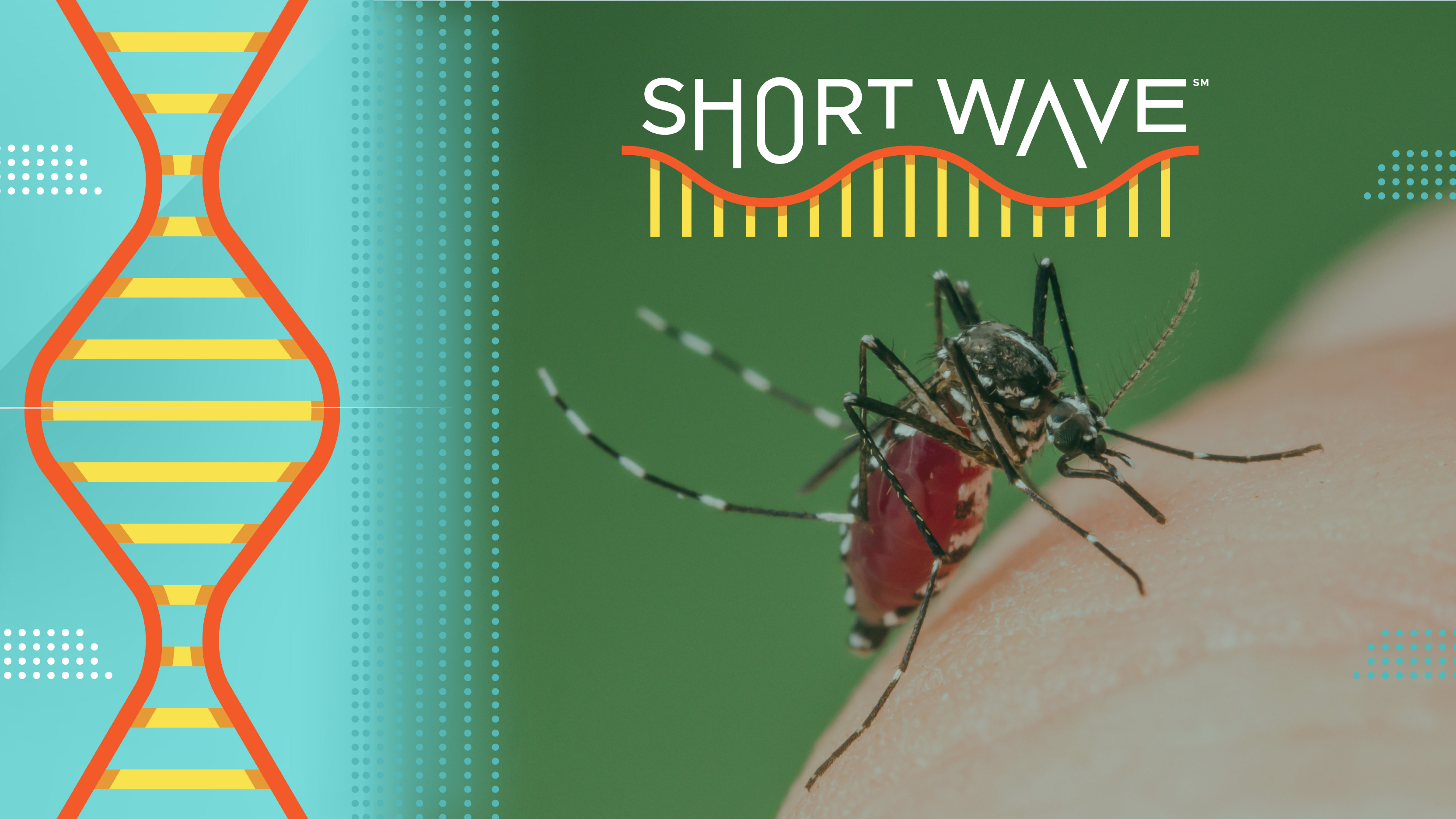 Climate change could be great for mosquitoes : Short Wave