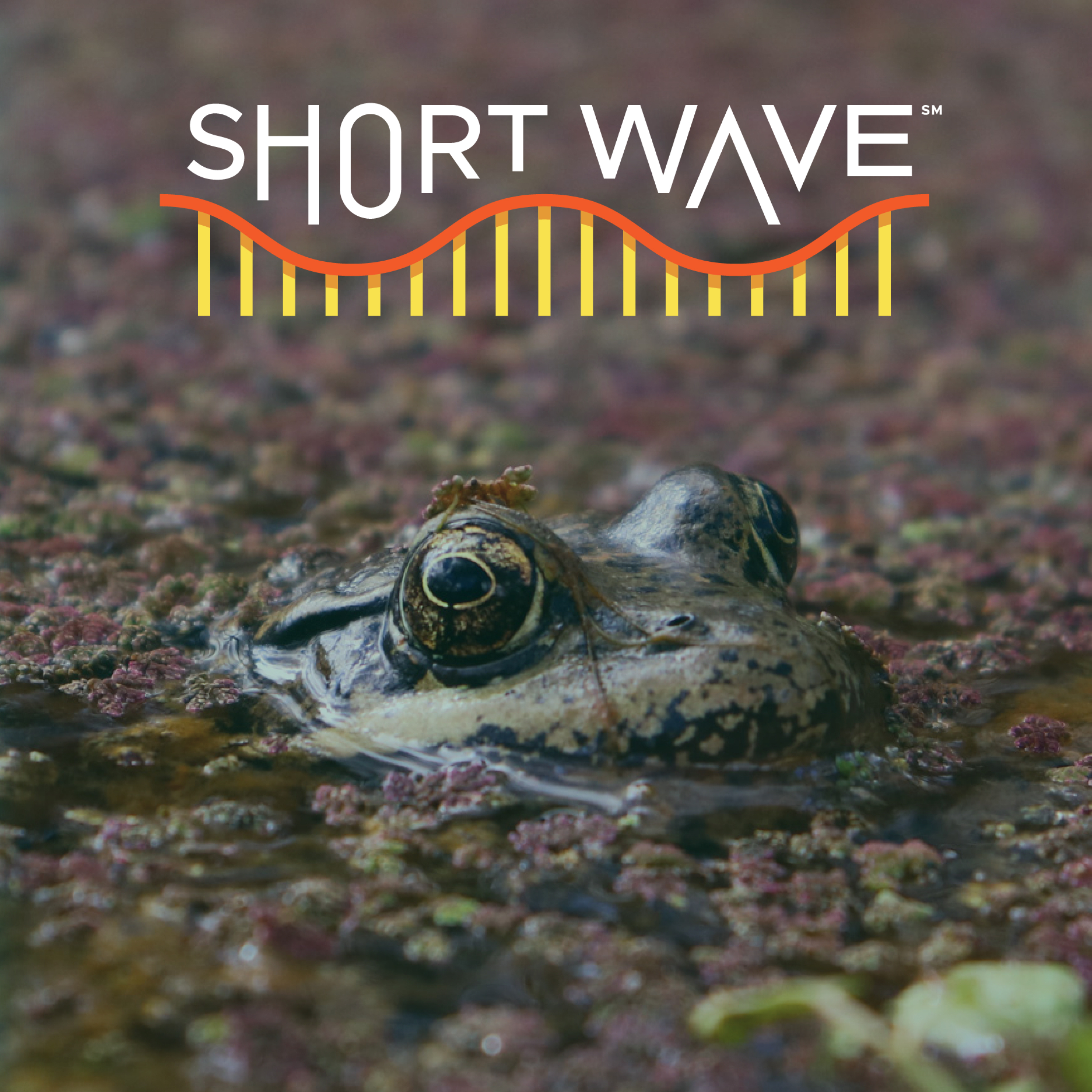 With help from AI, this threatened frog is making a comeback