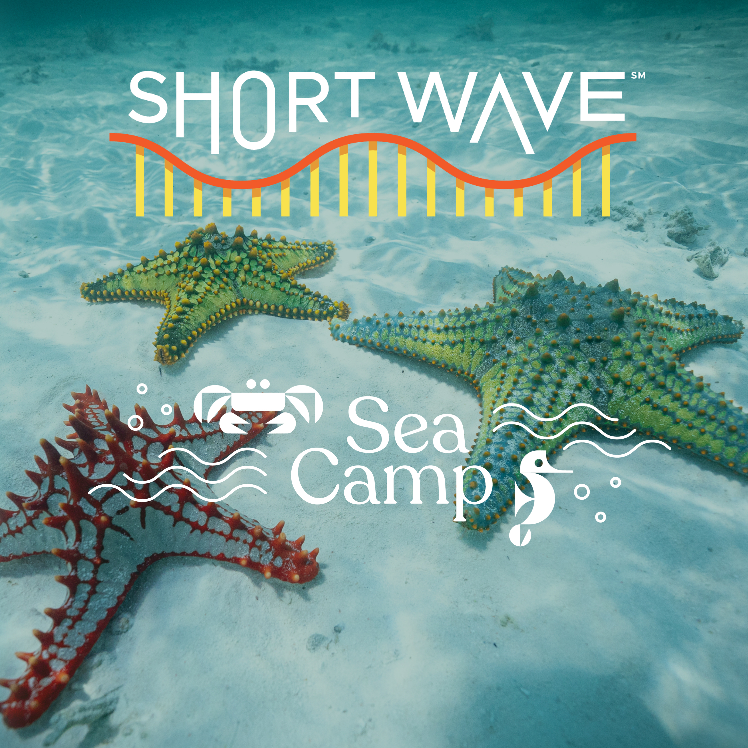 Sea Camp: Is Better Human Health Hidden In The Sea?