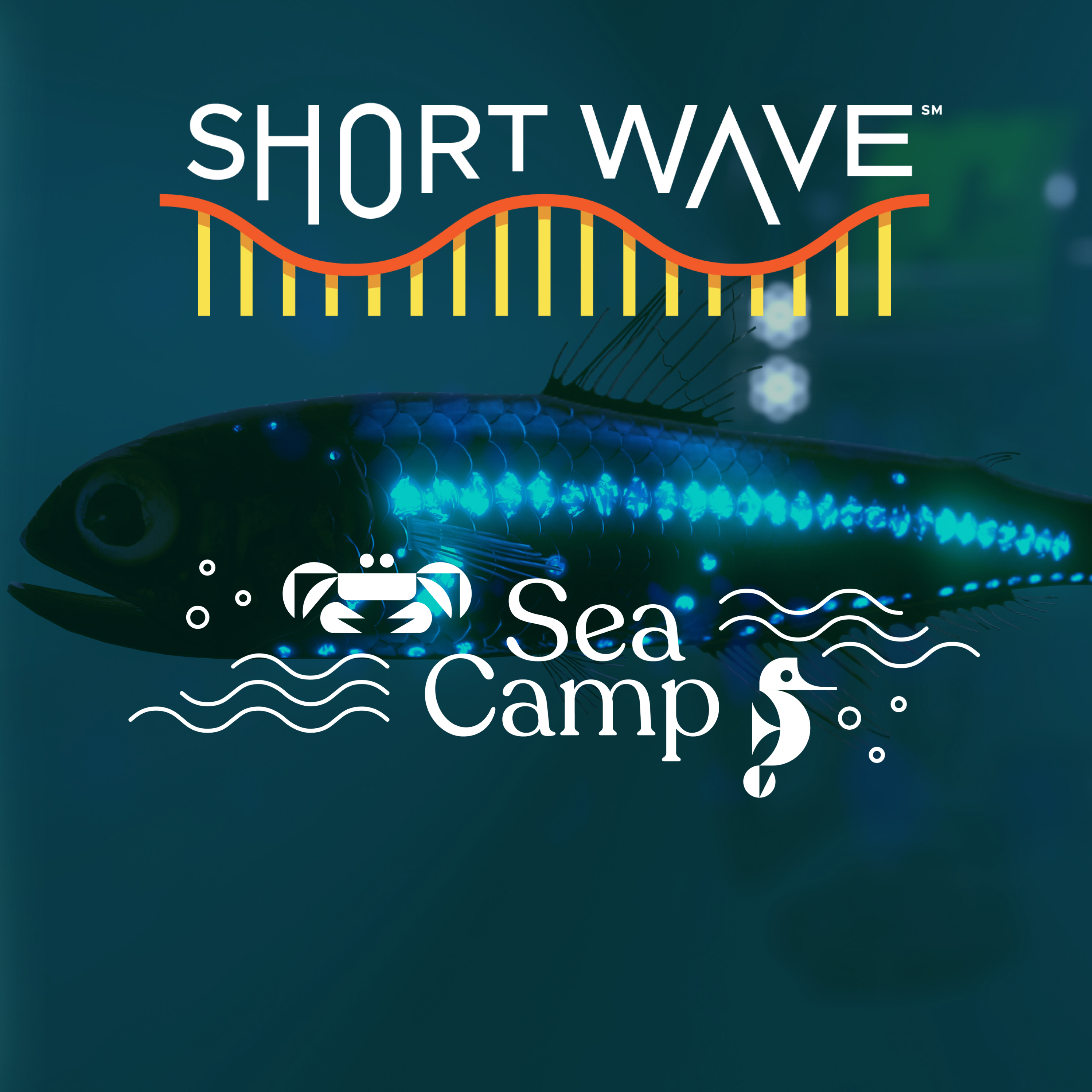 Sea Camp: The Largest Daily Migration On Earth