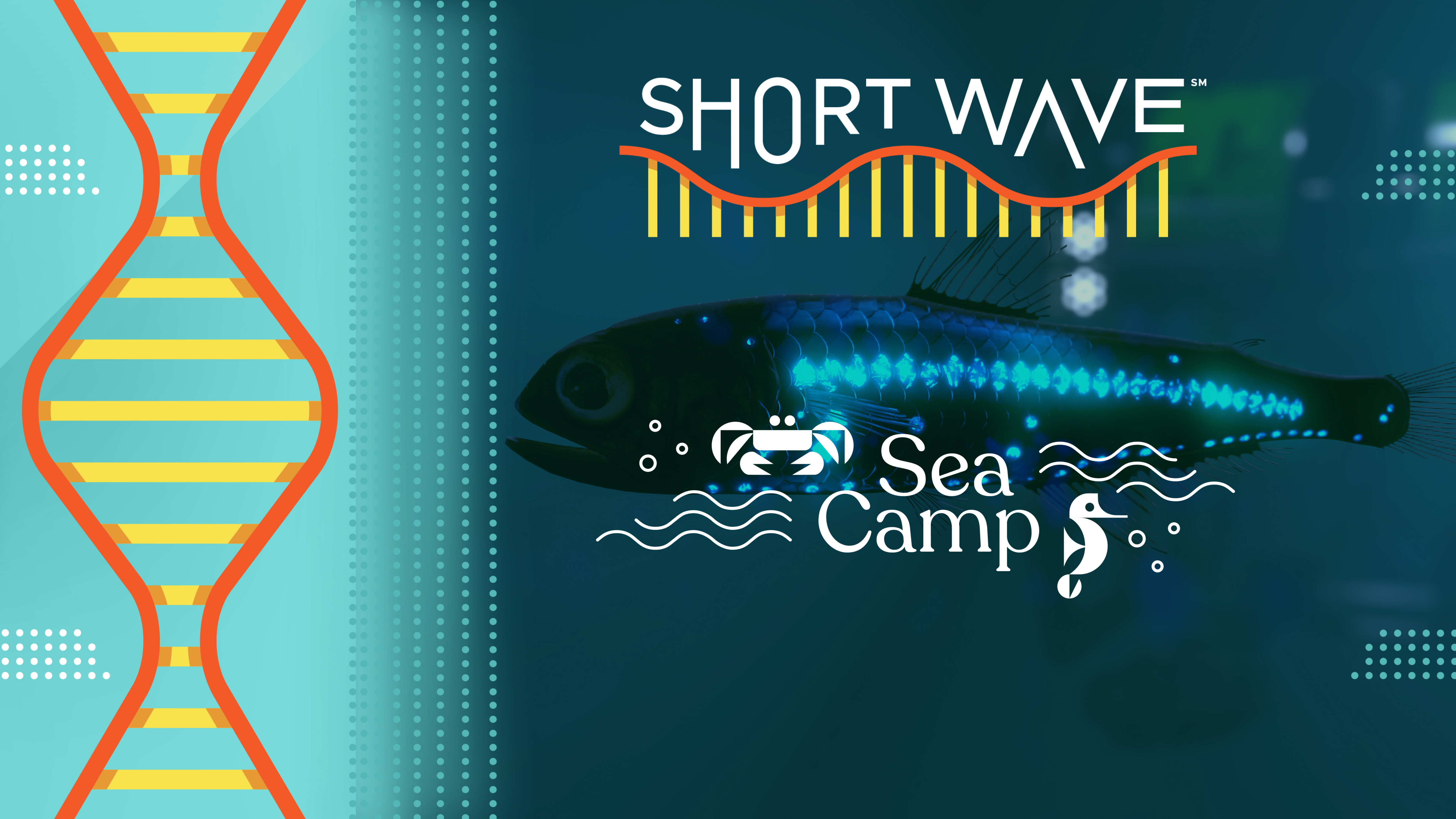 Lanternfish are one of the many residents of the ocean