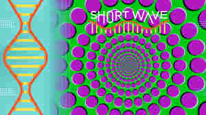 Optical illusions are a brain feature, not a bug. Here's the science behind them
