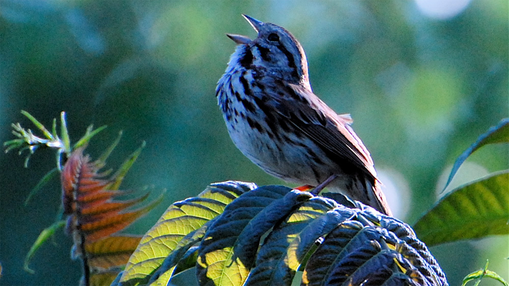 Jazz Is For The Birds NPR