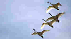 Sibelius' 5th Symphony: A Song For Swans