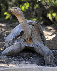 The <em>Guinness Book of World Records</em> calls Lonesome George &quot;the rarest living creature.&quot; (AFP/Getty Images)