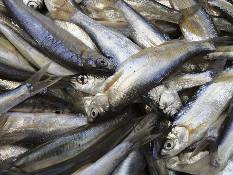 Low Vitamin D Levels? Sardines To The Rescue NPR