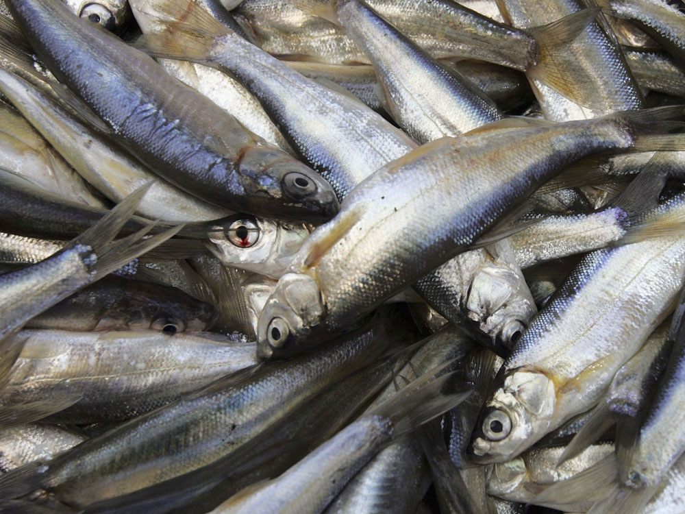 Sardines are naturally rich in vitamin D.  Recent research suggests that vitamin D deficiency could be linked to cardiovascular disease and diabetes, but further study is needed. (Getty Images)
