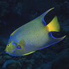 A colorful reef fish swims near a Caribbean reef.