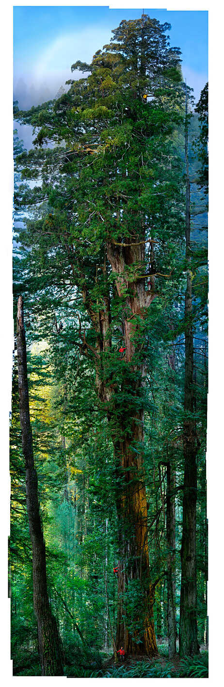 hyperion tallest redwood tree living