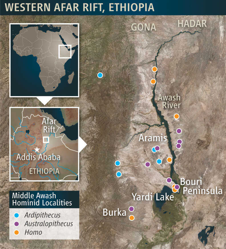 australopithecus afarensis map