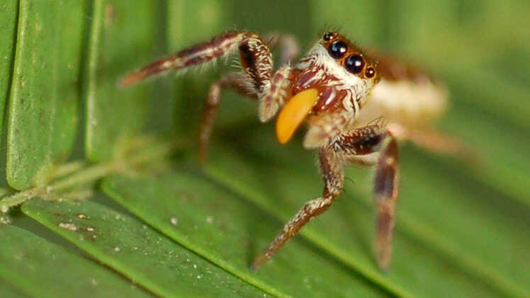 10 AMAZING NEW SPIDER SPECIES DISCOVERED 