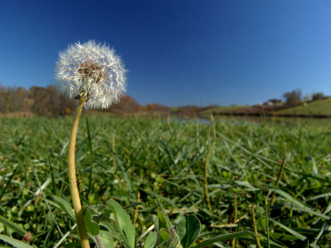 Dandelion