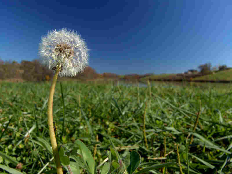 Dandelion