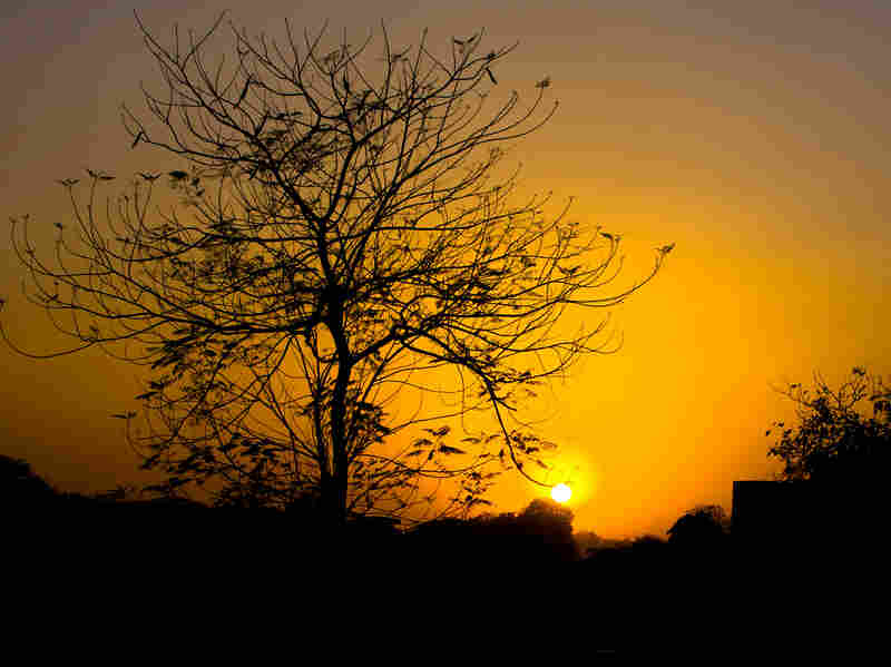 A tree against the dusk in India